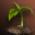 Ancient Herb - Guide